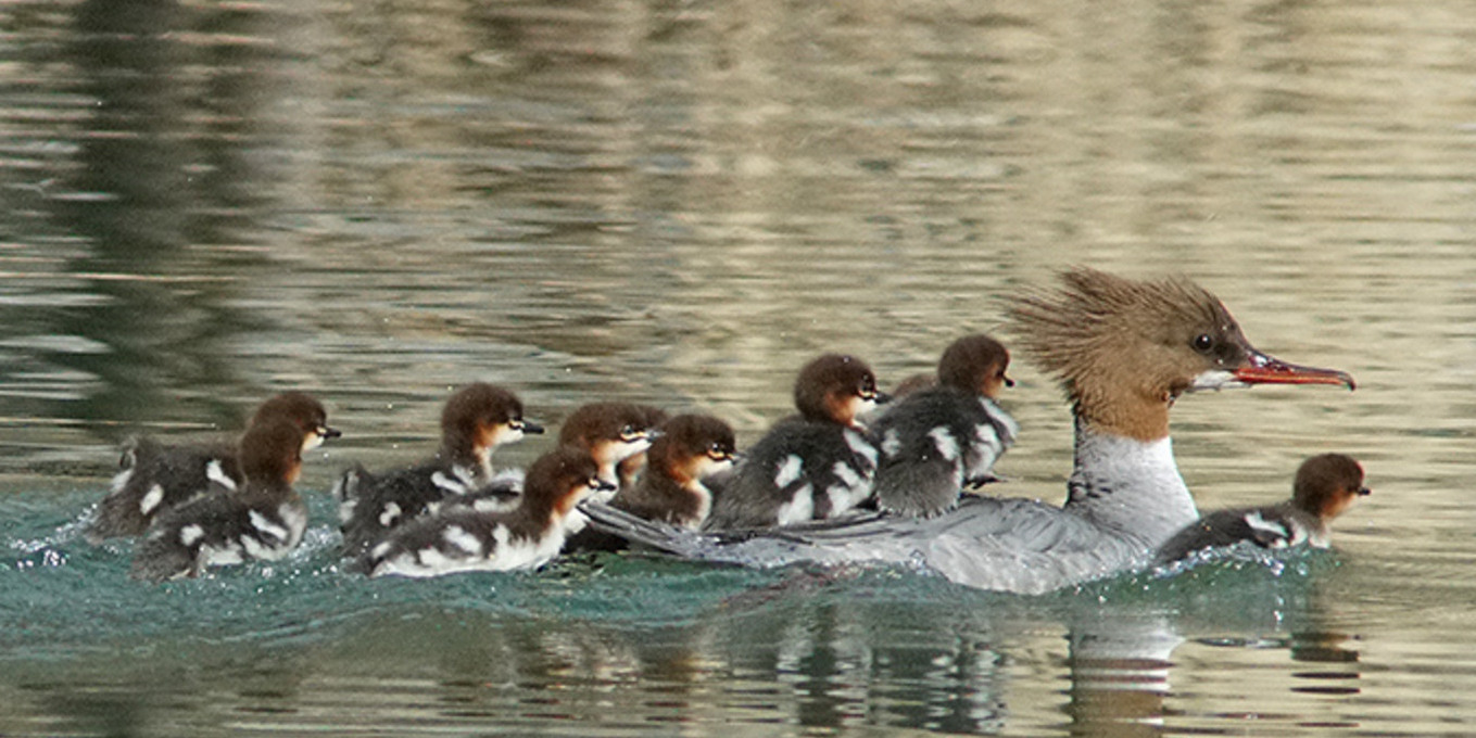 Harle bièvre et ses petits, dans l'eau
